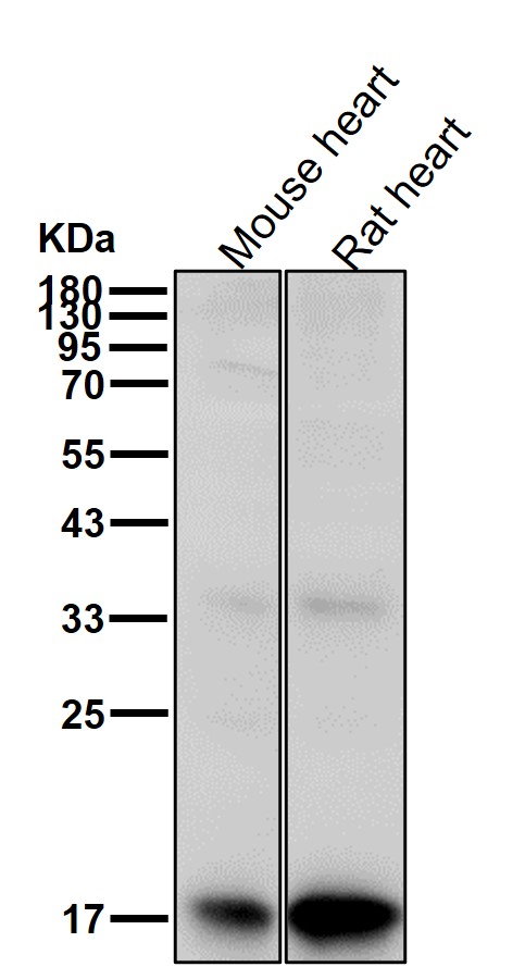 Hsp20 Ab