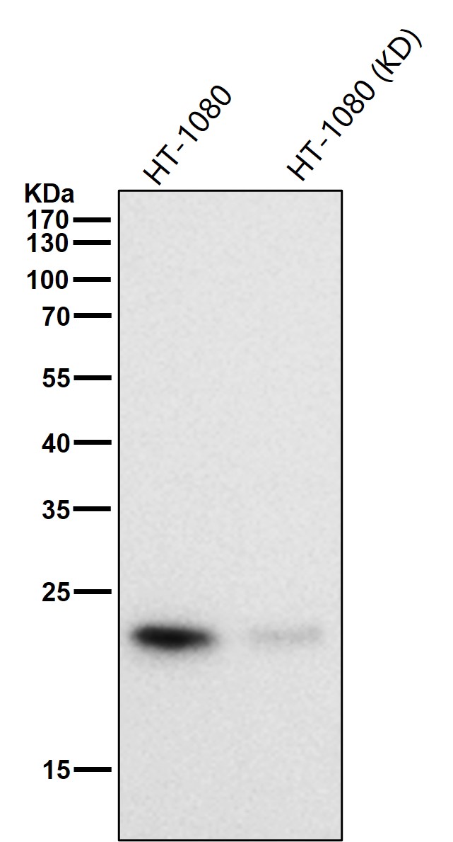 CDC42 Ab