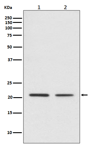 CDC42 Ab