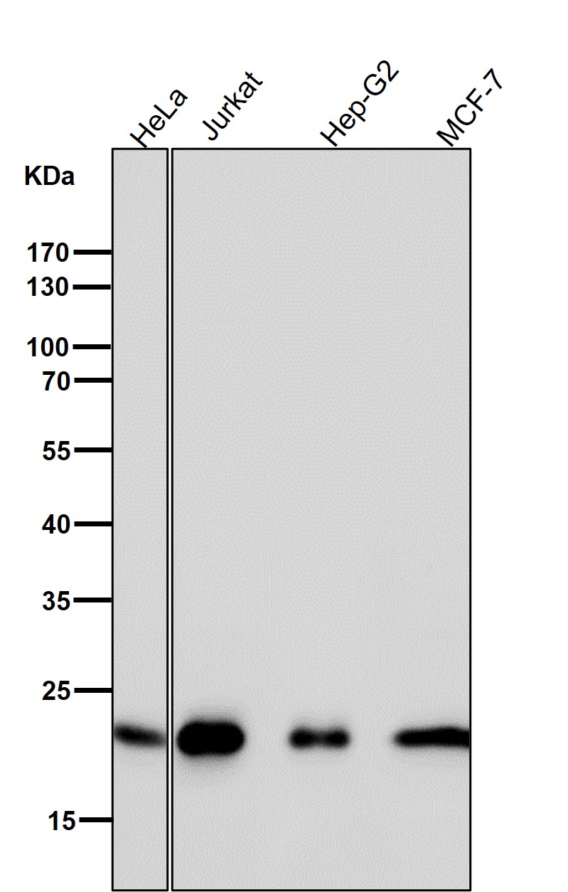 CDC42 Ab