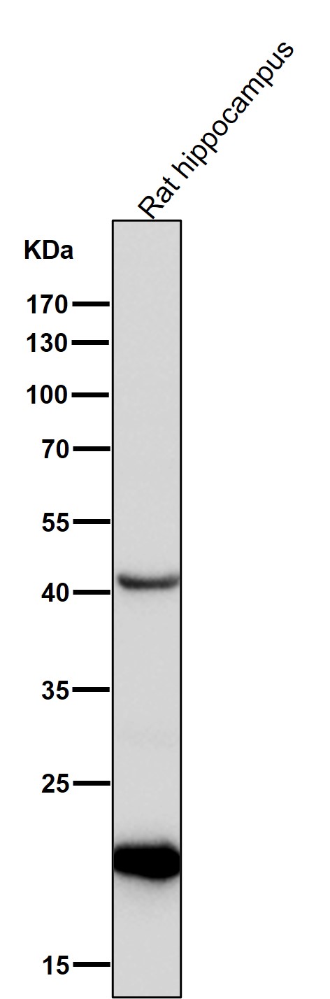 CDC42 Ab