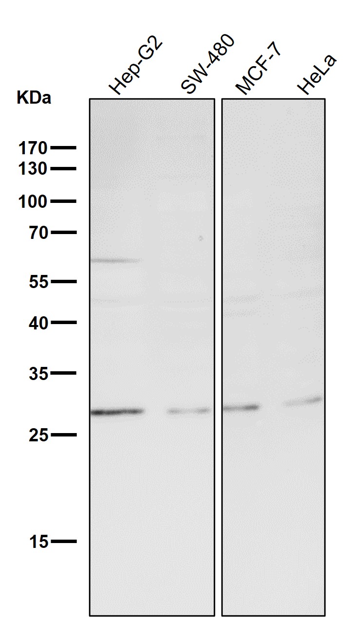 CDCA3 Ab