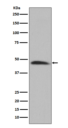 Serpin H1 Ab