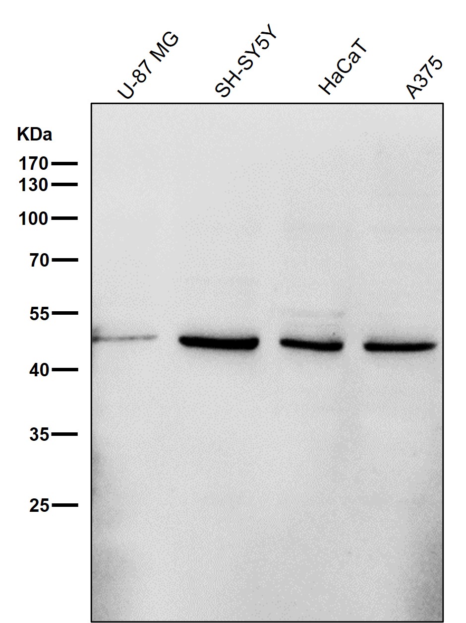 Serpin H1 Ab