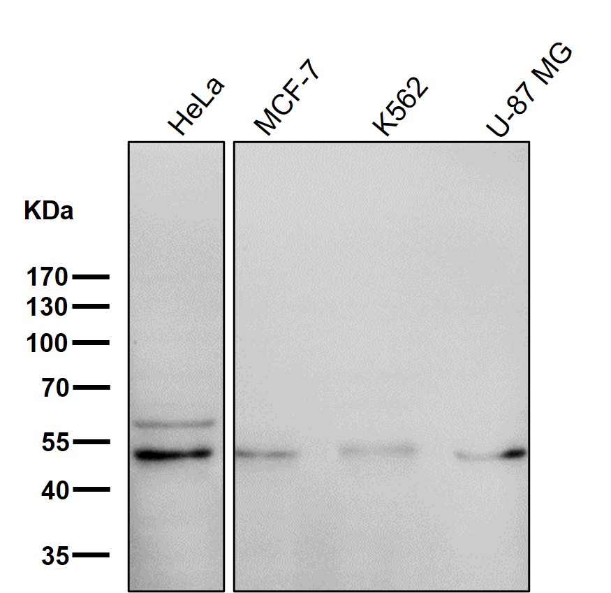 Serpin H1 Ab