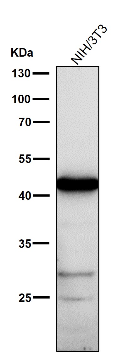 Serpin H1 Ab