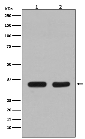 CDC34 Ab