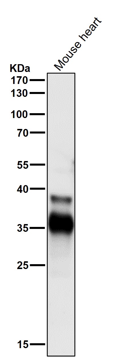 CDC34 Ab