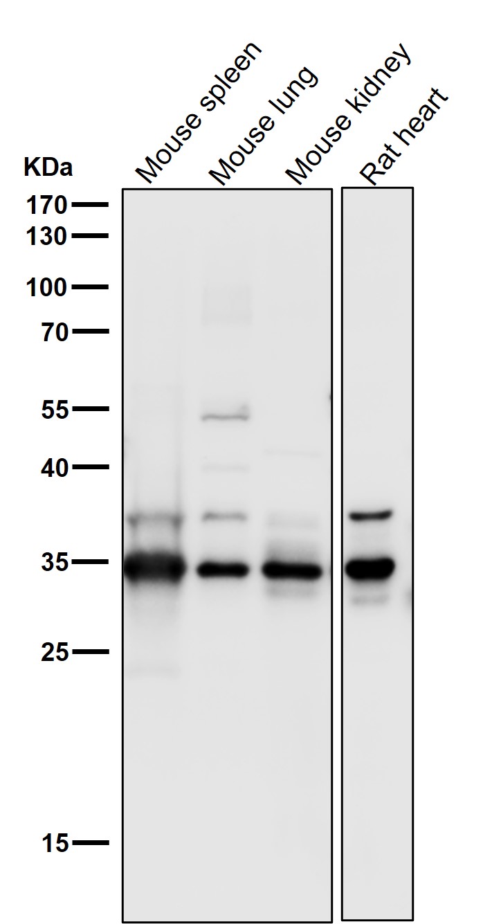 CDC34 Ab