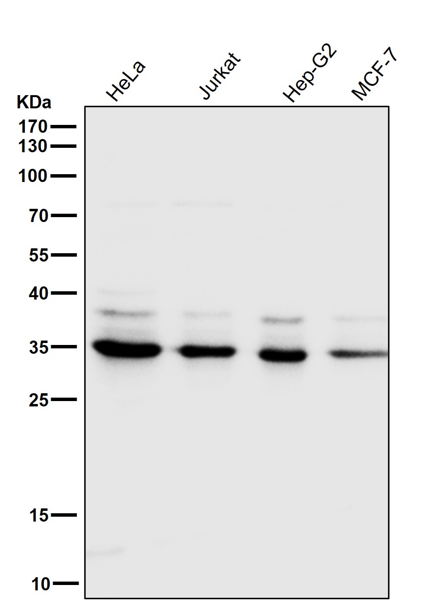 CDC34 Ab