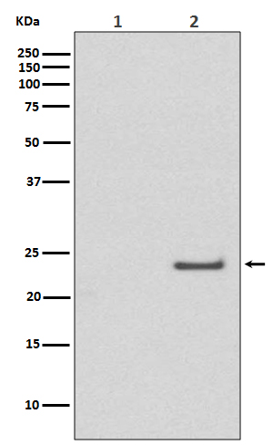 p-Cdc42/Rac1 (S71) Ab