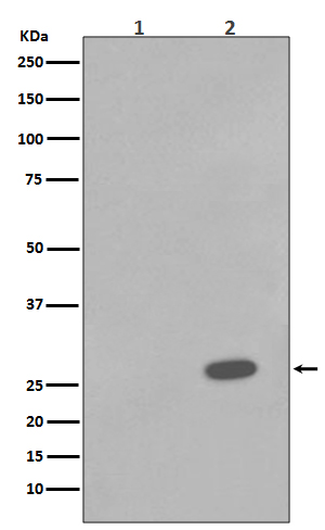 p-Hsp27 (S78) Ab