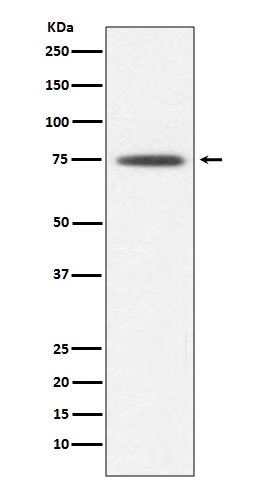 Hsp75 Ab