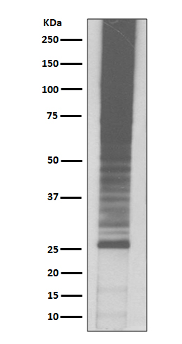 K48-linkage specific ubiquitin Ab