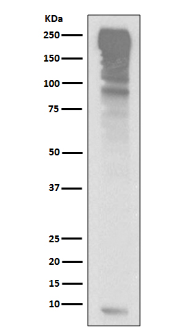 Ubiquitin Ab