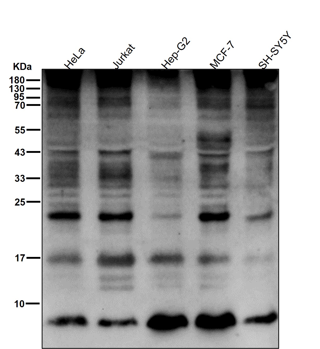 Ubiquitin Ab