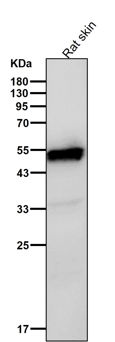 CDC37 Ab