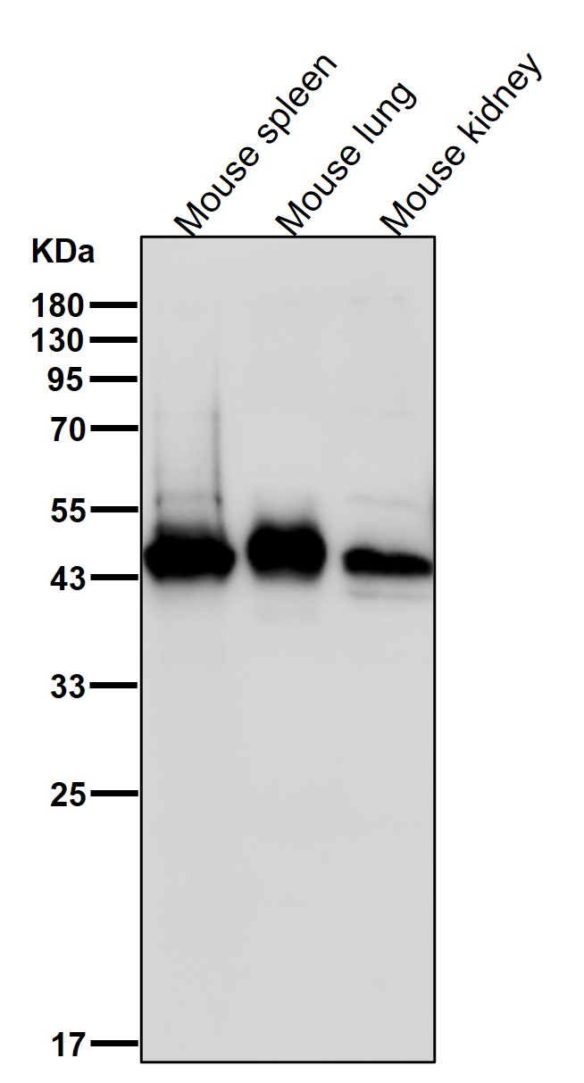 CDC37 Ab