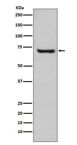 Hsp70 2 Ab