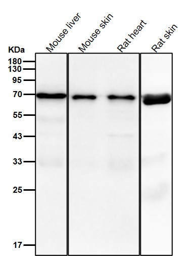 Hsp70 2 Ab