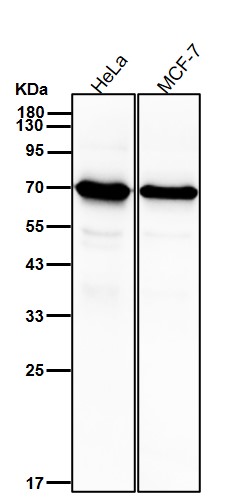 Hsp70 2 Ab