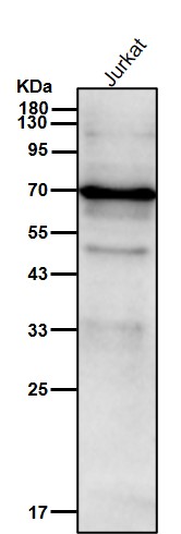 Hsp70 2 Ab