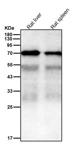 Hsp70 2 Ab