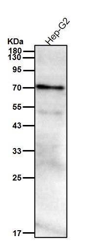 Hsp70 2 Ab