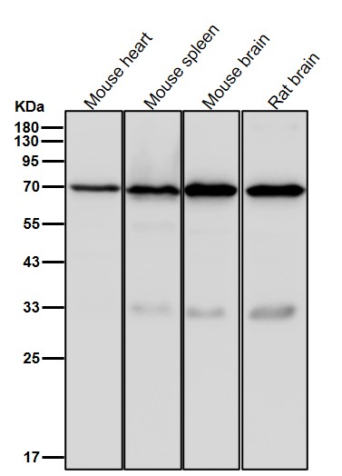 Hsp70 2 Ab