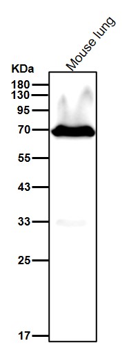 Hsp70 2 Ab