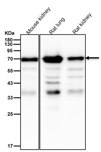 Hsp70 2 Ab