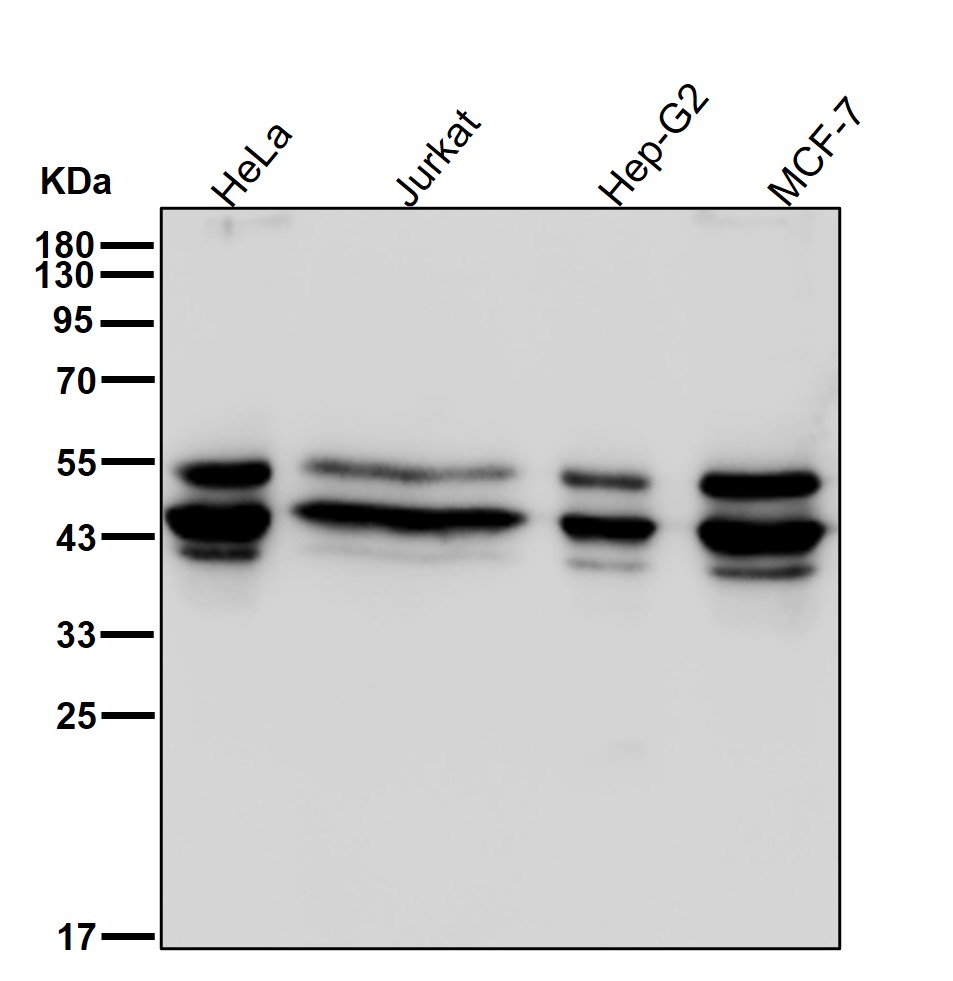 JNK1/3 Ab