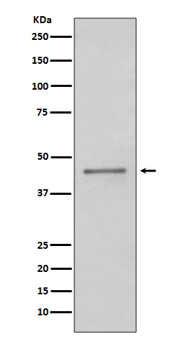 PAX5 Ab