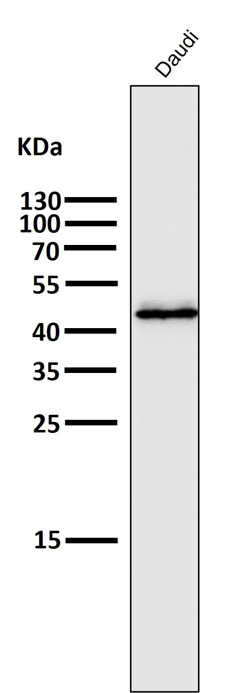 PAX5 Ab