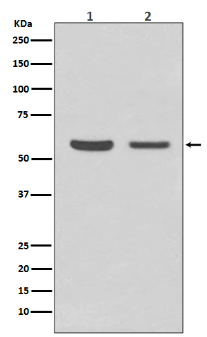 AKT1/2 Ab