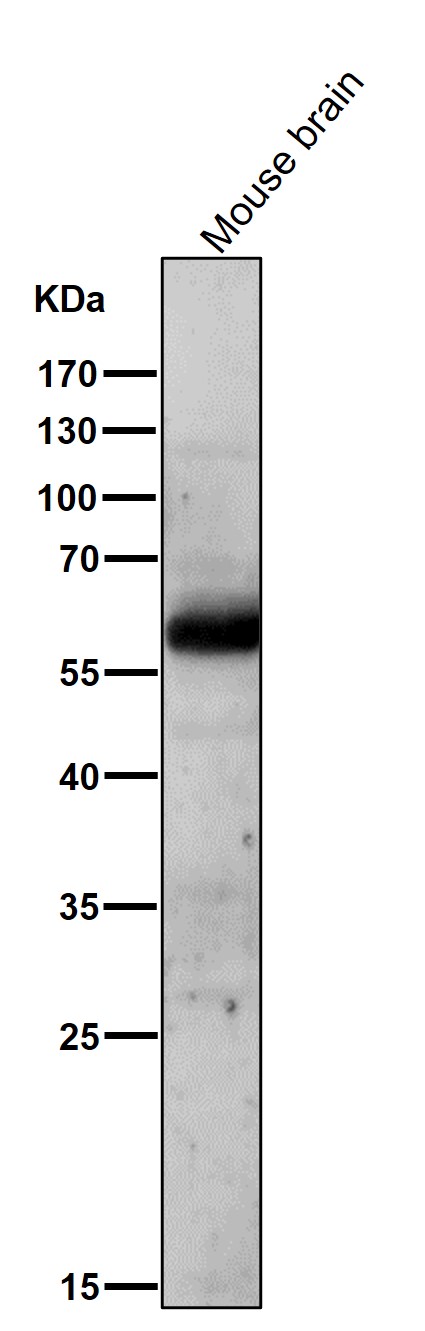 AKT1/2 Ab