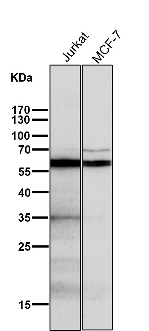 AKT1/2 Ab