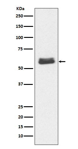 Caspase 10 Ab