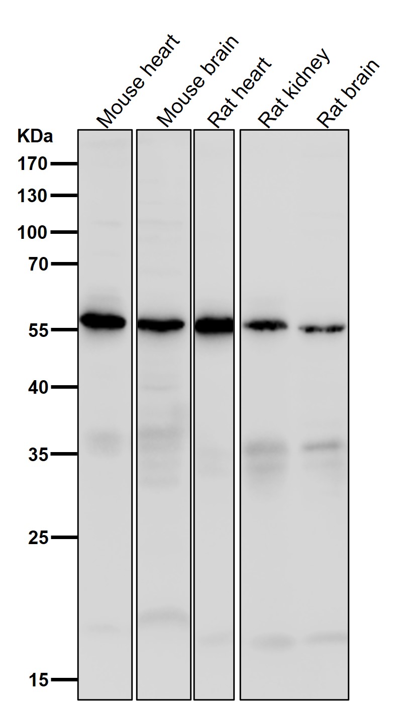 Caspase 10 Ab