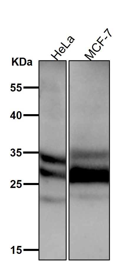 Caspase 14 Ab