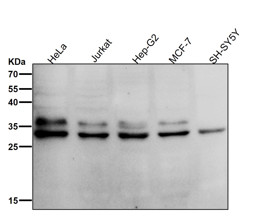 Caspase 14 Ab