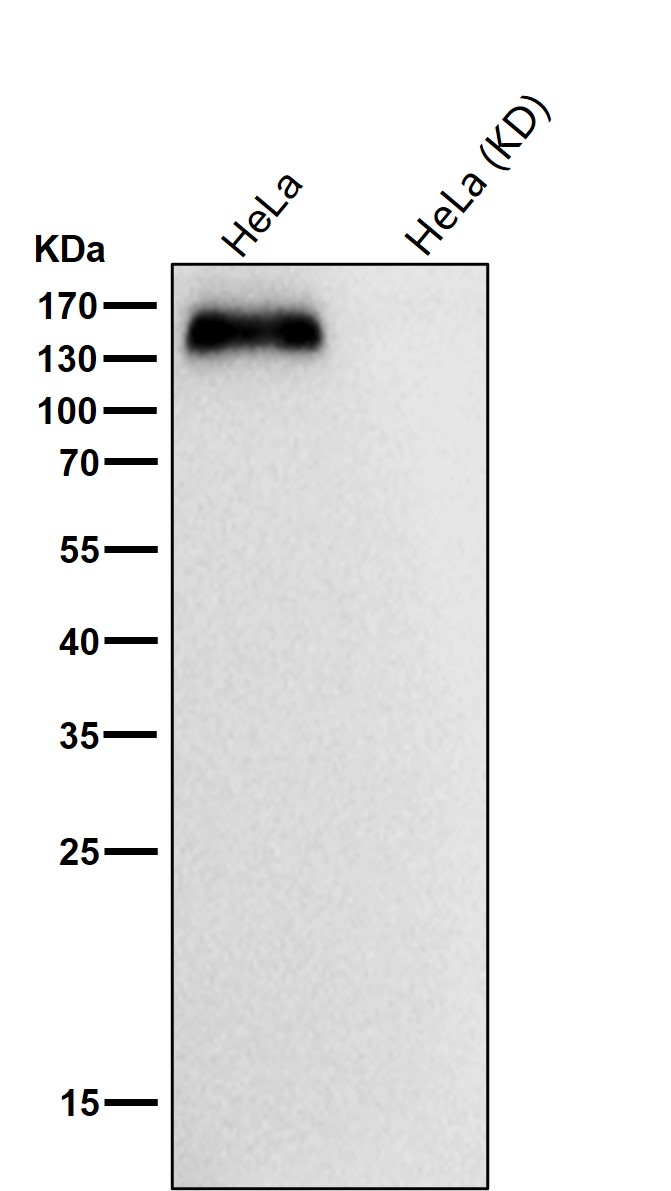 Integrin alpha 5 Ab