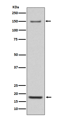 Integrin alpha 5 Ab