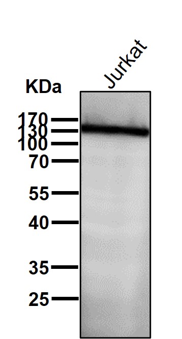 Integrin alpha 5 Ab