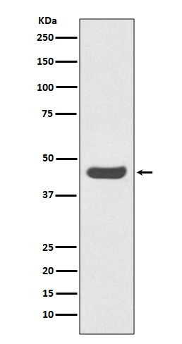 PD L1 Ab