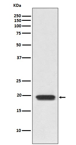 CD3 delta Ab