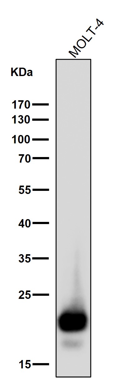 CD3 delta Ab