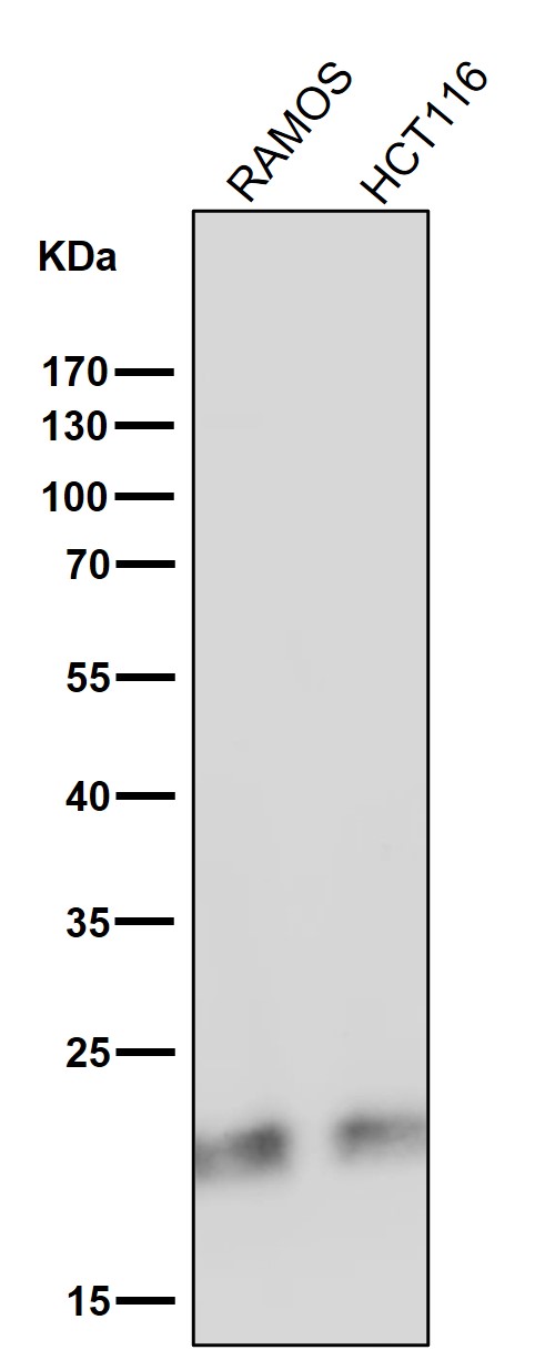 CD3 delta Ab