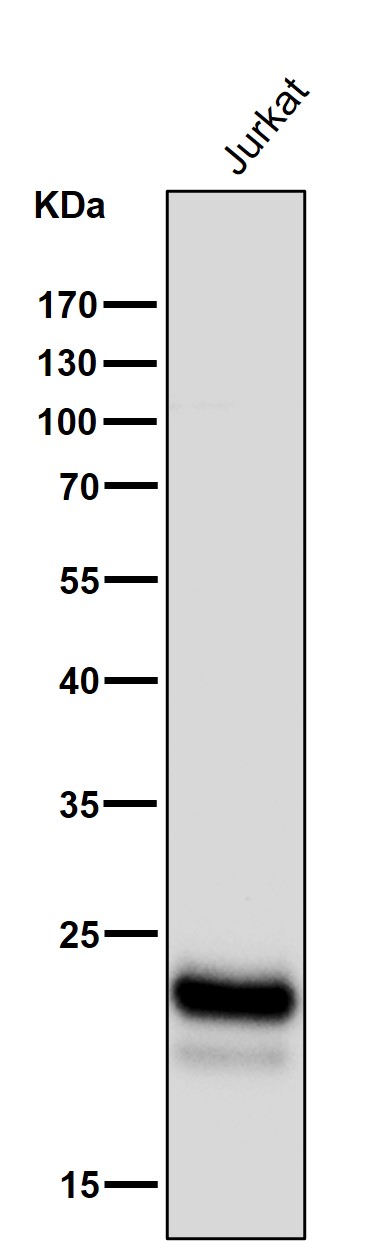 CD3 delta Ab