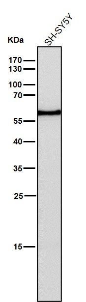 Estrogen receptor beta Ab